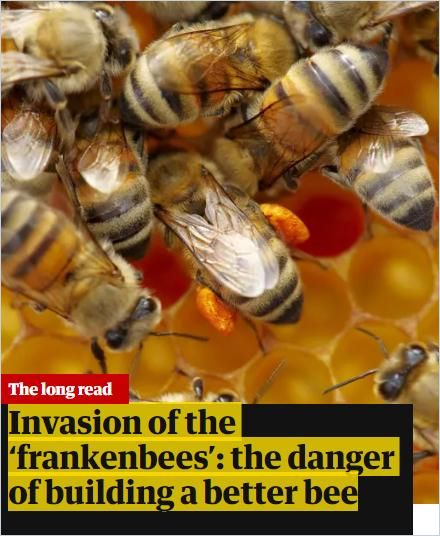 Image of: Invasion of the ‘Frankenbees’
