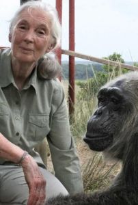 Jane Goodall's legacy of empathy, curiosity and courage